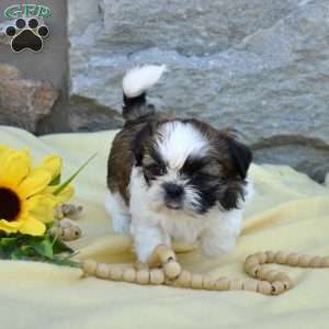 Carla, Shih Tzu Puppy